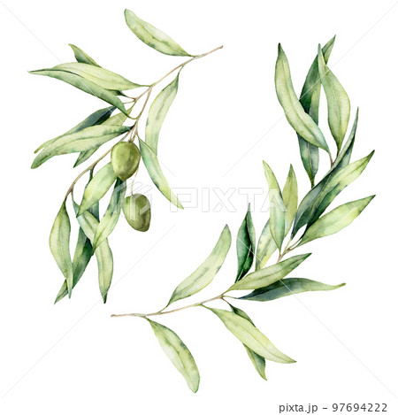 Watercolor set of olive branches, leaves and berries. Hand painted nature elements isolated on white background. Plants illustration for design, print, fabric or background. 97694222