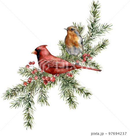 Watercolor Christmas composition of red cardinal, robin and spruce branches. Hand painted holiday card of bird and plants isolated on white background. Illustration for design, print, background. 97694237