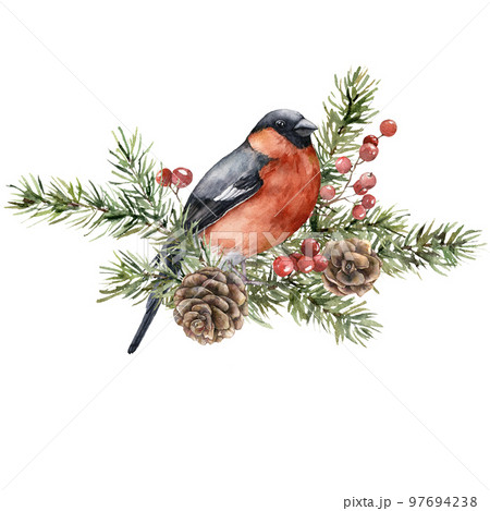 Watercolor Christmas composition of bullfinch, spruce branches and pine cones. Hand painted holiday card of bird and plants isolated on white background. Illustration for design, print, background. 97694238