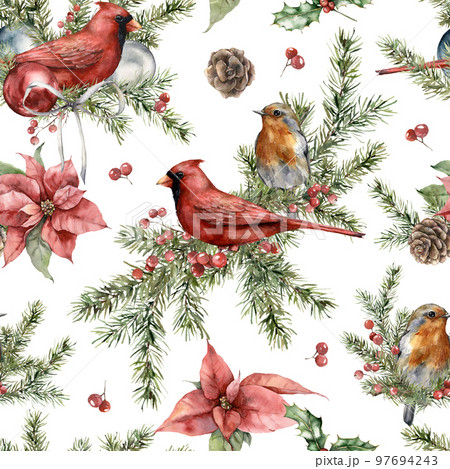 Watercolor Christmas seamless pattern of red cardinal, robin, poinsettia and spruce branches. Hand painted bird and plants isolated on white background. Illustration for design, print, background. 97694243