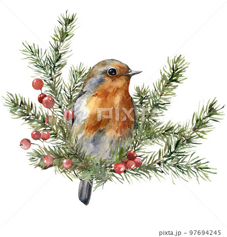 Watercolor Christmas composition of robin, spruce branches and red berries. Hand painted holiday card of bird and plants isolated on white background. Illustration for design, print, background. 97694245