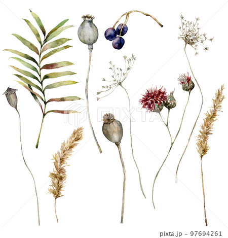 Watercolor autumn set of dry pampas grass, poppy, anise, thistle, berry and leaves. Hand painted fall plants isolated on white background. Floral illustration for design, print, fabric or background. 97694261
