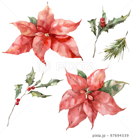 Watercolor Christmas set of poinsettia, holly, fir and pine branches. Hand painted holiday elements of flowers and plants isolated on white background. Illustration for design, print, background. 97694339