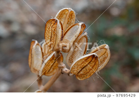 ウバユリの実 ウバユリの実 97695429
