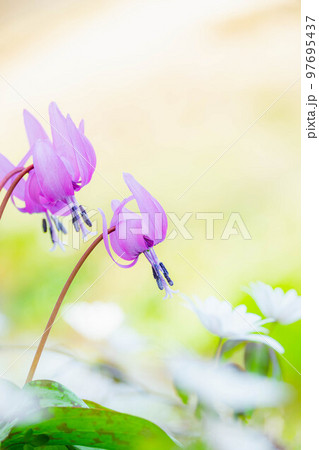 早春の花 カタクリ 早春の花 カタクリ 97695437