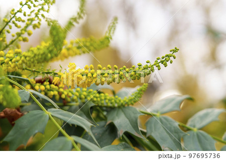 Yellow flowers of mahonia japonica close up Yellow flowers of mahonia japonica close up 97695736