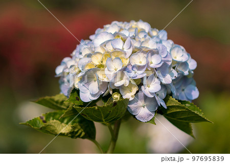 Beautiful blue hydrangeas are blooming in the garden. Beautiful blue hydrangeas are blooming in the garden. 97695839