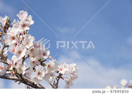 桜 97695850