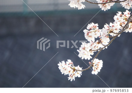 桜 桜 97695853