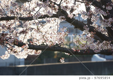 桜 桜 97695854