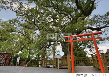【蒲生八幡神社】蒲生の大クス 97695873