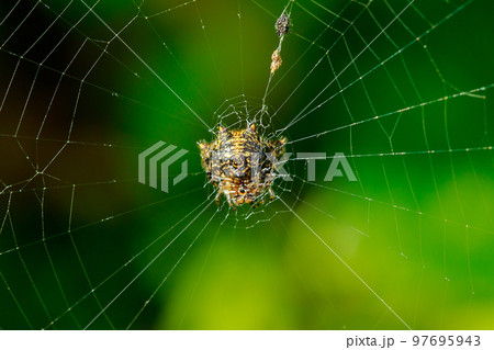 The spider is on the web. The spider is on the web. 97695943