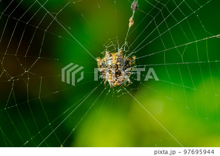 The spider is on the web. The spider is on the web. 97695944