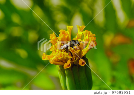 Bee on Tagetes erecta, yellow in nature 97695951