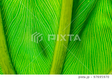 The back of green leaves with beautiful patterns The back of green leaves with beautiful patterns 97695970