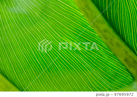 The back of green leaves with beautiful patterns The back of green leaves with beautiful patterns 97695972