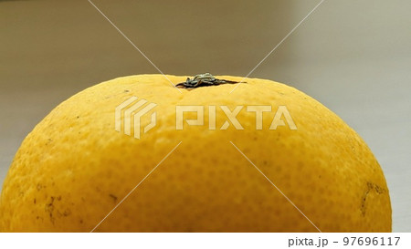 みかん(半分) 97696117