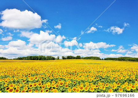 北海道 夏の青空とひまわりの風景 北海道 夏の青空とひまわりの風景 97696166