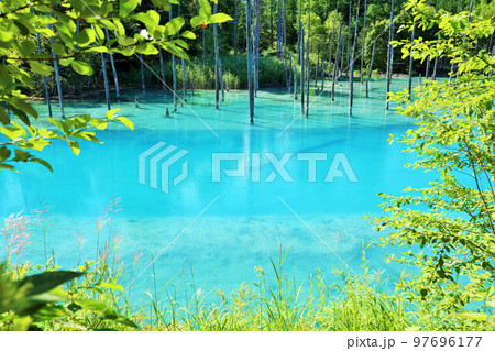北海道　新緑と青い池 97696177