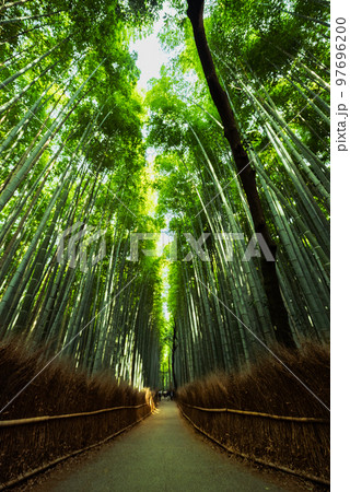 京都嵐山の竹林の小道 97696200
