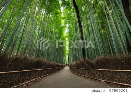 京都嵐山の竹林の小道 97696201