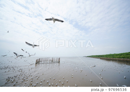 Birds, Bangpu Resort, Samut Prakan, Thailand Birds, Bangpu Resort, Samut Prakan, Thailand 97696536