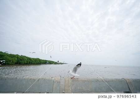 Beautiful view in Banpu, Samut Prakan, Thailand 97696543