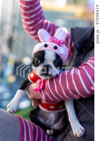 庭で寛ぐボストンテリア 兎年の被り物 庭で寛ぐボストンテリア 兎年の被り物 97696974