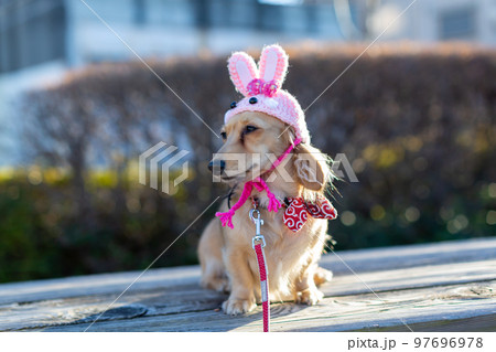 公園でお座りをするダックスフンド　うさぎの被り物 97696978