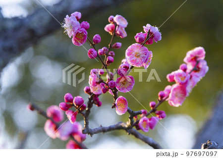 綺麗に咲いた梅の花 鳥取県 樗谿公園 97697097