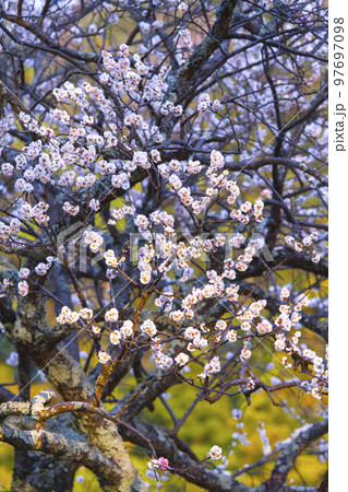 綺麗に咲いた梅の花 鳥取県 樗谿公園 綺麗に咲いた梅の花 鳥取県 樗谿公園 97697098