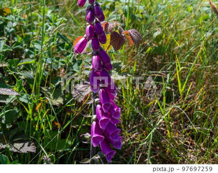 Inflorescence of foxglove. Beautiful purple flowers. Digitalis is a genus of herbaceous perennial plants, shrubs, and biennials, commonly called foxgloves. Inflorescence of foxglove. Beautiful purple flowers. Digitalis is a genus of herbaceous perennial plants, shrubs, and biennials, commonly called foxgloves. 97697259