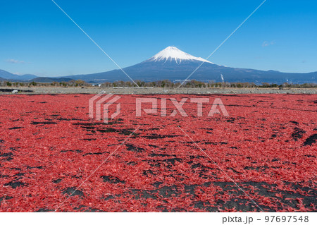 桜えび 天日干し 富士山 桜えび 天日干し 富士山 97697548