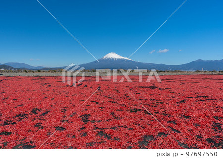 桜えび 天日干し 富士山 桜えび 天日干し 富士山 97697550