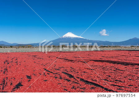 桜えび　天日干し　富士山 97697554