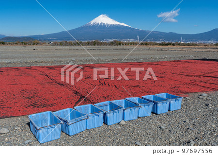 桜えび　天日干し　富士山 97697556
