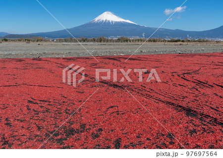 桜えび　天日干し　富士山 97697564