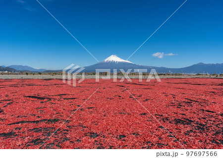 桜えび　天日干し　富士山 97697566