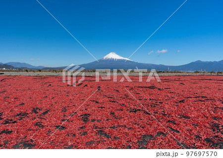 桜えび 天日干し 富士山 桜えび 天日干し 富士山 97697570