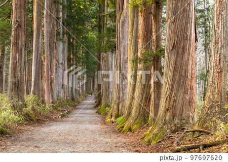 《長野県》戸隠・参道の杉並木 97697620