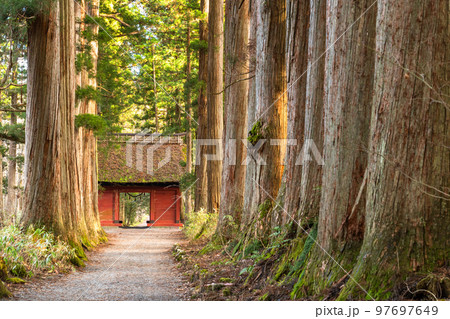 《長野県》戸隠・参道の杉並木 97697649