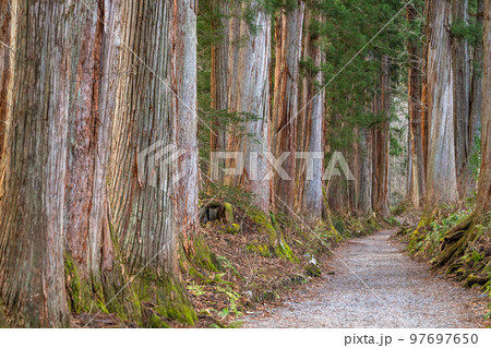 《長野県》戸隠・参道の杉並木 97697650