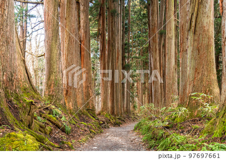 《長野県》戸隠・参道の杉並木 97697661