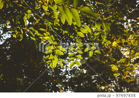 a Green rhubarb leaf, close-up. Autumn season. 97697838