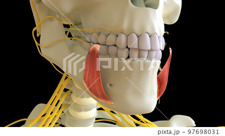 Depressor Anguli Oris Muscle anatomy for Stock Illustration