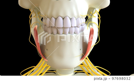 Depressor Anguli Oris Muscle anatomy for Stock Illustration