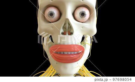 Orbicularis Oris Muscle anatomy for medical Stock