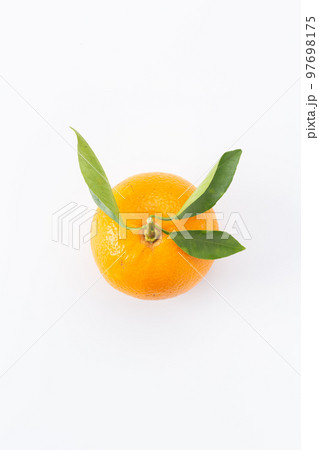 橙（だいだい） 97698175