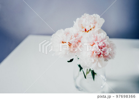 Selective focus of fresh bouquet of tender white pink peonies flowers in the glass vase on white table with blue background. Festive flowers as gift. Mockup for greeting card design. 97698366