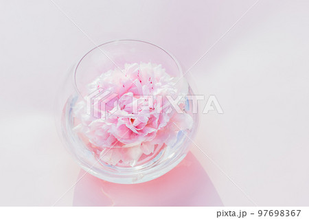 Fresh tender pink peony flower floating in round vase on the pink background. Trendy floral minimalism. Direct sunlight and shadows. Top view. Selective focus. Copy space. 97698367
